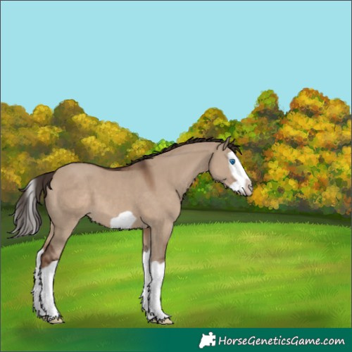 Horse Color:Liver Red Dun Splash Frame 