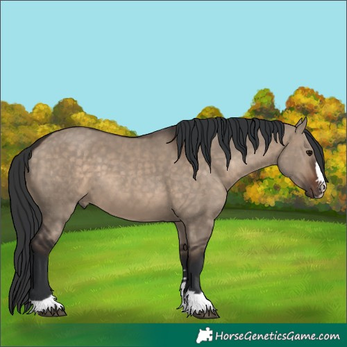 Horse Color:Brown Dun 