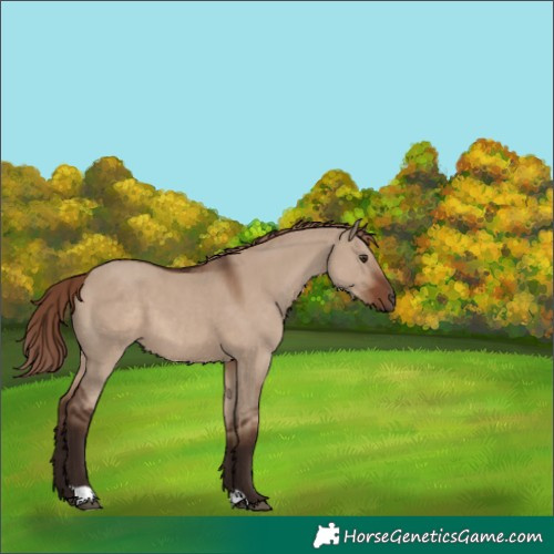 Horse Color:Liver Red Dun 