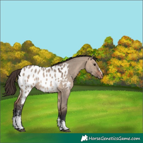 Horse Color:Bay Dun Sabino Appaloosa Rabicano