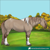 Horse Color:Liver Red Dun Tobiano 