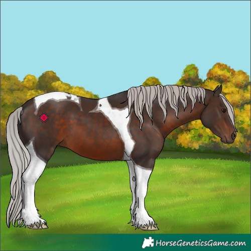 Horse Color:Silver Brown Tobiano 