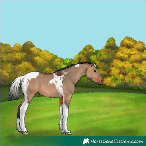 Horse Color:Bay Dun Tobiano 