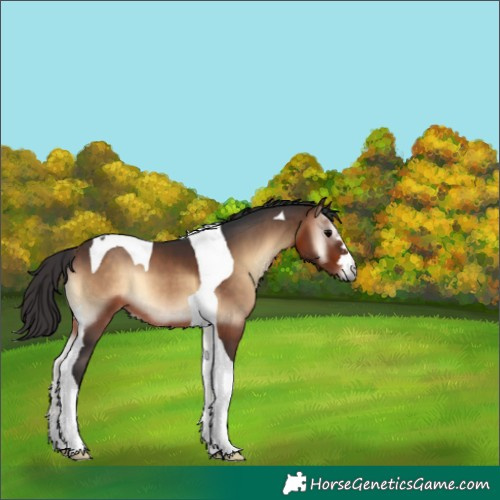 Horse Color:Bay Onyx Tobiano
