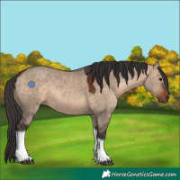 Horse Color:Bay Dun Tobiano 