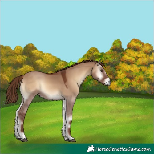 Horse Color:Red Dun Onyx 