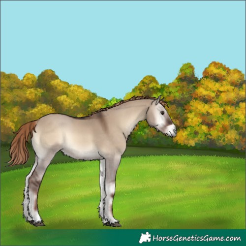 Horse Color:Liver Red Dun Onyx 