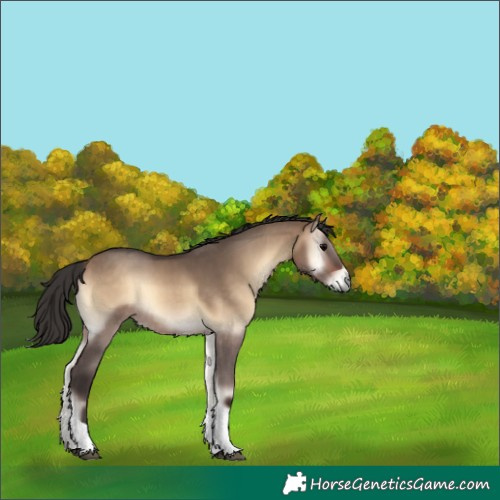 Horse Color:Bay Onyx Tobiano