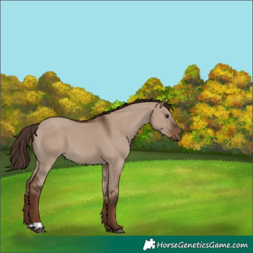Horse Color:Liver Red Dun 