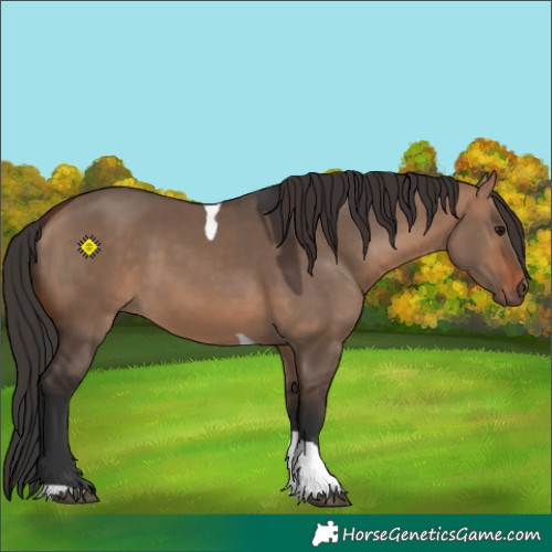 Horse Color:Bay Dun Tobiano 