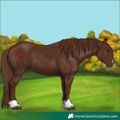 Horse Color:Gray Chestnut 