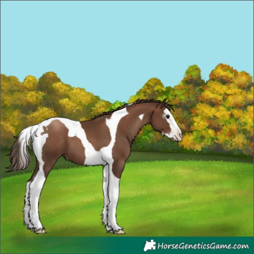 Horse Color:Gray Black Pearl Splash Tobiano 