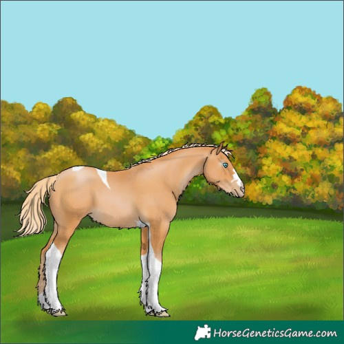 Horse Color:Gray Palomino Pearl Tobiano 