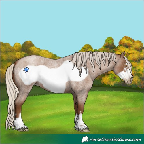 Horse Color:Gray Silver Blue Roan Pearl Frame