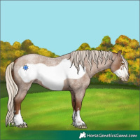 Horse Color:Gray Silver Blue Roan Pearl Frame 
