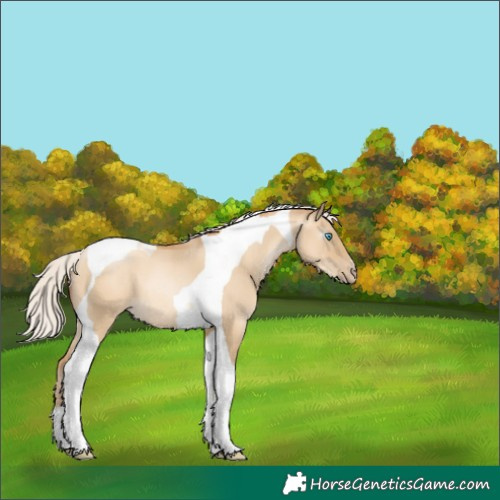 Horse Color:Gray Silver Amber Cream Champagne Pearl Dun Tobiano 