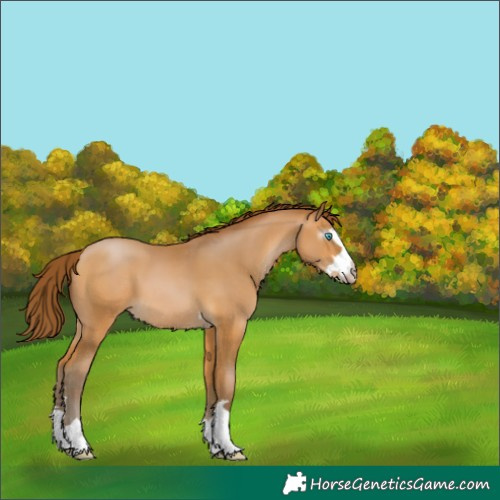 Horse Color:Gray Buckskin Pearl 
