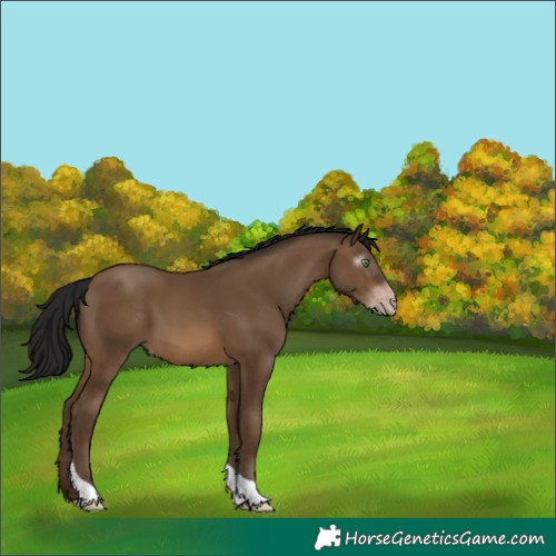 Horse Color:Gray Sable Champagne Tobiano 