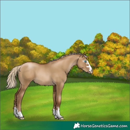 Horse Color:Gray Chocolate Palomino Pearl Dun