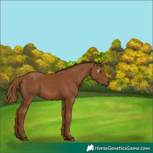 Horse Color:Gray Chestnut 