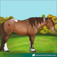 Horse Color:Gray Bay Pearl Tobiano 