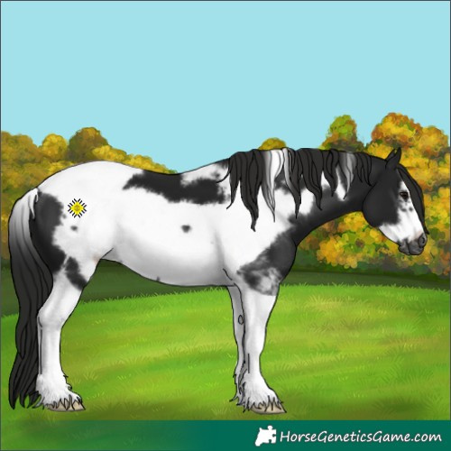 Horse Color:Gray Black Tobiano Frame 
