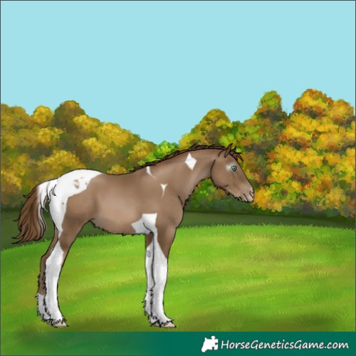 Horse Color:Gray Smoky Black Pearl Tobiano 