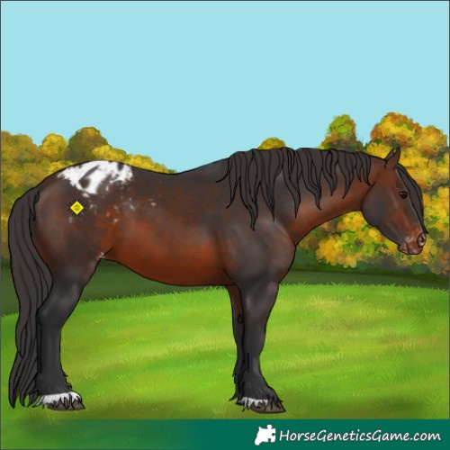 Horse Color:Brown Appaloosa 