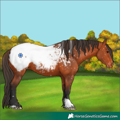 Horse Color:Bay Snowcap