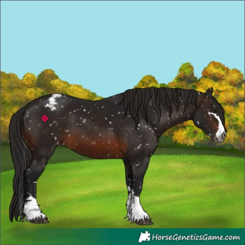 Horse Color:Gray Brown Appaloosa 