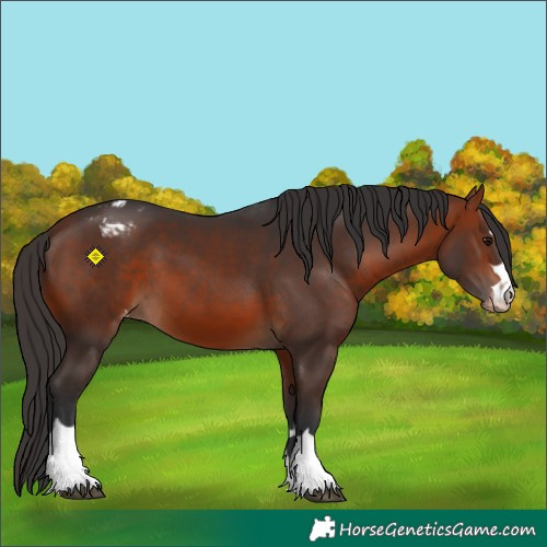 Horse Color:Bay Appaloosa 