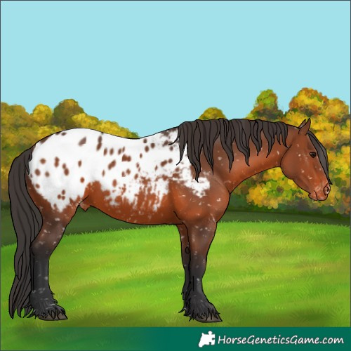 Horse Color:Brown Appaloosa