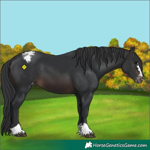Horse Color:Brown Appaloosa