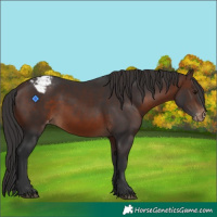 Horse Color:Brown Appaloosa