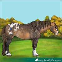 Horse Color:Buckskin Appaloosa 