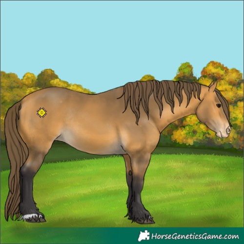 Horse Color:Buckskin Varnish Rabicano 