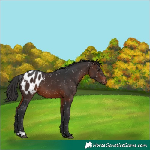 Horse Color:Brown Appaloosa