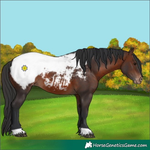 Horse Color:Brown Appaloosa