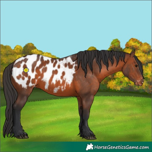 Horse Color:Brown Appaloosa