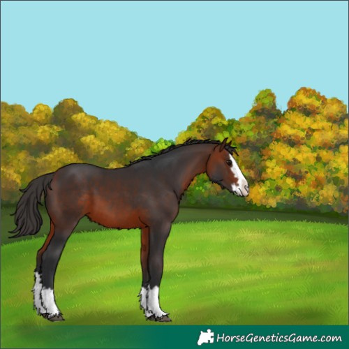 Horse Color:Bay Splash Varnish 