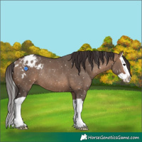 Horse Color:Bay Dun Splash Appaloosa Rabicano 