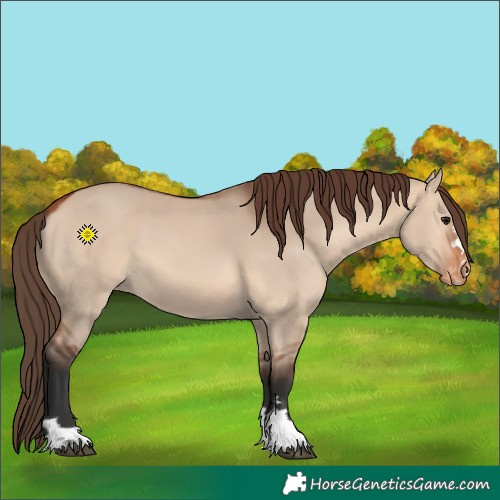 Horse Color:Bay Dun Appaloosa 