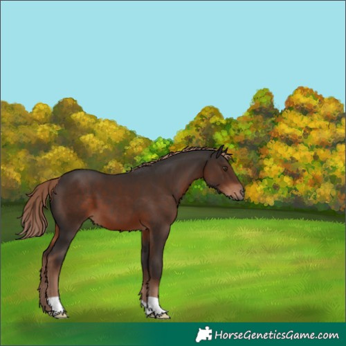 Horse Color:Liver Chestnut 