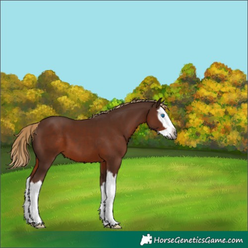 Horse Color:Gray Chestnut Splash 