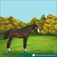 Horse Color:Gray Liver Chestnut 