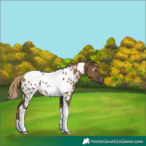 Horse Color:Gray Chocolate Palomino Dun Tobiano Near Leopard 