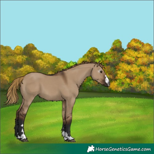 Horse Color:Gray Liver Red Dun 