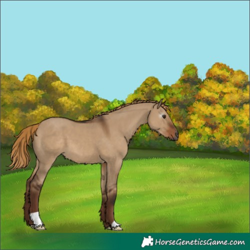 Horse Color:Gray Liver Red Dun 