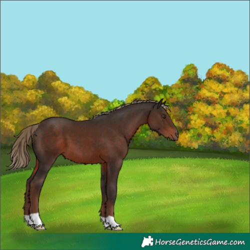 Horse Color:Liver Chestnut