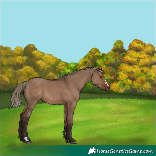 Horse Color:Liver Red Dun 